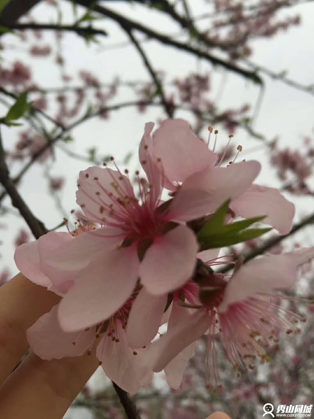 wechat_upload15212560515aac8673a022e